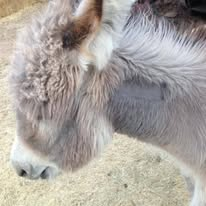 Zippity as a tiny baby donkey