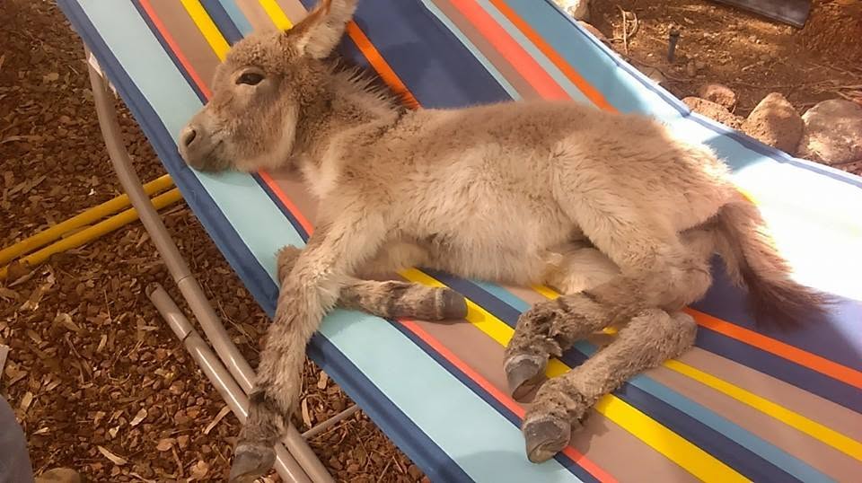 Baby Zippity relaxing in a colorful hammock
