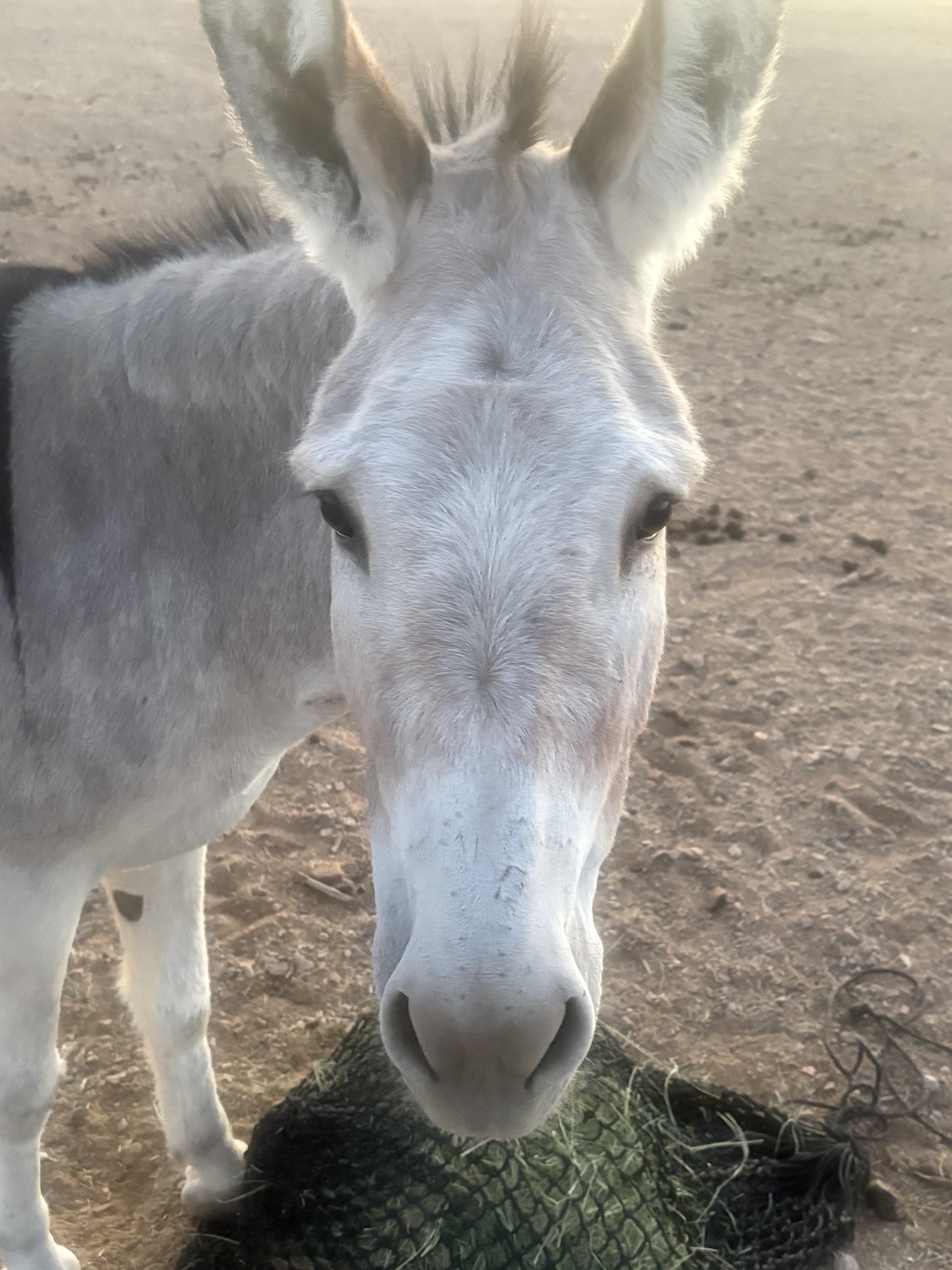 Zippity today, a gray donkey with a white muzzle and tall ears