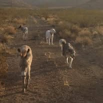 Young Zippity walking on a desert trail with dogs behind him