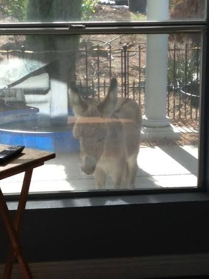 Young Zippity looking through a glass door